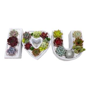 Plant Gift For Valentine's | I Love U Succulents